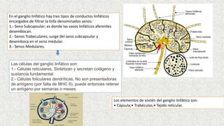 En el ganglio linfático hay tres tipos de conductos linfáticos
encargados de filtrar la linfa denominados senos:
1.- Seno Subcapsular; es donde las vasos linfáticos aferentes
desembocan.
2.- Senos Trabeculares; surge del seno subcapsular y
desemboca en el seno medular.
3.- Senos Medulares.
Los elementos de sostén del ganglio linfático son:
• Cápsula;• Trabéculas;• Tejido reticular.
Las células del ganglio linfático son:
1.- Células reticulares, Sintetizan y secretan colágeno y
sustancia fundamental.
2.- Células foliculares dendríticas, No son presentadoras
de antígeno (por falta de MHC II), puede entonces retener
un antígeno por semanas o meses.
 