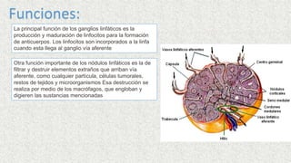 La principal función de los ganglios linfáticos es la
producción y maduración de linfocitos para la formación
de anticuerpos. Los linfocitos son incorporados a la linfa
cuando esta llega al ganglio vía aferente
Otra función importante de los nódulos linfáticos es la de
filtrar y destruir elementos extraños que arriban vía
aferente, como cualquier partícula, células tumorales,
restos de tejidos y microorganismos Esa destrucción se
realiza por medio de los macrófagos, que engloban y
digieren las sustancias mencionadas
Funciones:
 