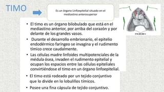 TIMO Es un órgano Linfoepitelial situado en el
mediastino anterosuperior
 