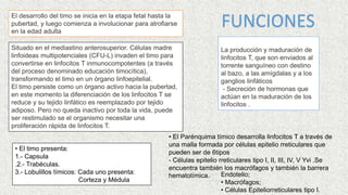 El desarrollo del timo se inicia en la etapa fetal hasta la
pubertad, y luego comienza a involucionar para atrofiarse
en la edad adulta
La producción y maduración de
linfocitos T, que son enviados al
torrente sanguíneo con destino
al bazo, a las amígdalas y a los
ganglios linfáticos
- Secreción de hormonas que
actúan en la maduración de los
linfocitos .
FUNCIONES
Situado en el mediastino anterosuperior. Células madre
linfoideas multipotenciales (CFU-L) invaden el timo para
convertirse en linfocitos T inmunocompotentes (a través
del proceso denominado educación timocítica),
transformando el timo en un órgano linfoepitelial.
El timo persiste como un órgano activo hacia la pubertad,
en este momento la diferenciación de los linfocitos T se
reduce y su tejido linfático es reemplazado por tejido
adiposo. Pero no queda inactivo por toda la vida, puede
ser restimulado se el organismo necesitar una
proliferación rápida de linfocitos T.
• El Parénquima tímico desarrolla linfocitos T a través de
una malla formada por células epitelio rreticulares que
pueden ser de 6tipos
- Células epitelio rreticulares tipo I, II, III, IV, V Yvi .Se
encuentra también los macrófagos y también la barrera
hematotímica.
• El timo presenta:
1.- Capsula
.2.- Trabéculas.
3.- Lobulillos tímicos: Cada uno presenta:
Corteza y Médula
Endotelio;
• Macrófagos;
• Células Epiteliorreticulares tipo I.
 