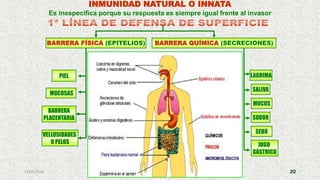 13/05/2019 20
BARRERA FÍSICA (EPITELIOS)
SEBO
BARRERA
PLACENTARIA
PIEL
SALIVA
SUDOR
MUCOSAS
MUCUS
BARRERA QUÍMICA (SECRECIONES)
LAGRIMA
VELLOSIDADES
O PELOS JUGO
GÁSTRICO
INMUNIDAD NATURAL O INNATA
Es inespecifica porque su respuesta es siempre igual frente al invasor
 