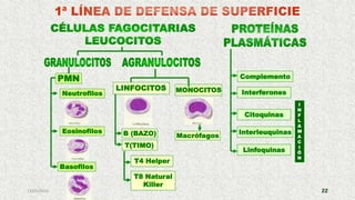 13/05/2019 22
Citoquinas
Interleuquinas
Linfoquinas
Interferones
Complemento
MONOCITOS
B (BAZO)
PMN
Neutrofilos
Eosinofilos
Basofilos
Macrófagos
T(TIMO)
I
N
F
L
A
M
A
C
I
Ó
N
T4 Helper
T8 Natural
Killer
LINFOCITOS
 