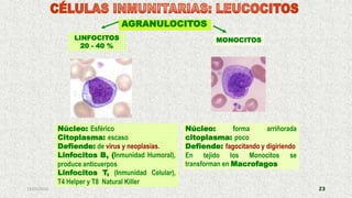 13/05/2019 23
AGRANULOCITOS
Núcleo: Esférico
Citoplasma: escaso
Defiende: de virus y neoplasias.
Linfocitos B, (Inmunidad Humoral),
produce anticuerpos
Linfocitos T, (Inmunidad Celular),
T4 Helper y T8 Natural Killer
Núcleo: forma arriñorada
citoplasma: poco
Defiende: fagocitando y digiriendo
En tejido los Monocitos se
transforman en Macrofagos
LINFOCITOS
20 - 40 %
MONOCITOS
 