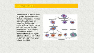 LEUCOPOYESIS
Se realiza en la medula ósea
.A partir de células madre
de la médula ósea se forman
los mieloblastos,que en
sucesivas divisiones y
maduración se convierten en
glóbulos blancos de tipo
granulocito .Otras células
precursoras son los
monoblastos,que dan lugar a
los monocitos. Los linfocitos
se derivan a partir de unas
células linfoides.
 