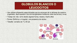 • Son células altamente especializadas que se encargan de la defensa de nuestro
organismo, destruyendo a los microorganismos invasores como bacterias y virus.
• Tiempo de vida: varía desde algunas horas, meses y hasta años
• Forma: Esférica o irregular, con presencia de núcleo.
• Tamaño: variable de 7 a 20 um
 