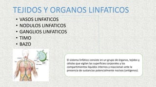 TEJIDOS Y ORGANOS LINFATICOS
• VASOS LINFATICOS
• NODULOS LINFATICOS
• GANGLIOS LINFATICOS
• TIMO
• BAZO
El sistema linfático consiste en un grupo de órganos, tejidos y
células que vigilan las superficies corporales y los
compartimientos líquidos internos y reaccionan ante la
presencia de sustancias potencialmente nocivas (antígenos).
El sistema linfático consiste en un grupo de órganos, tejidos y
células que vigilan las superficies corporales y los
compartimientos líquidos internos y reaccionan ante la
presencia de sustancias potencialmente nocivas (antígenos).
 
