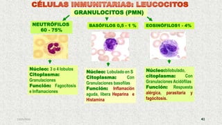 13/05/2019 41
GRANULOCITOS (PMN)
Núcleo: Lobulado en S
Citoplasma: Con
Granulaciones basofilas
Función: Inflamación
aguda, libera Heparina e
Histamina
Núcleo:bilobulado,
citoplasma: Con
Granulaciones Acidófilas
Función: Respuesta
alérgica, parasitaria y
fagócitosis.
Núcleo: 3 o 4 lobulos
Citoplasma:
Granulaciones
Función: Fagocitosis
e Inflamaciones
NEUTRÓFILOS
60 - 75%
BASÓFILOS 0,5 - 1 % EOSINÓFILOS1 - 4%
 