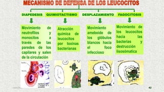 13/05/2019 42
Movimiento de
neutrofilos y
monocitos a
través de las
paredes de los
capilares y salen
de la circulación
QUIMIOTACTISMO DESPLAZAMIENTO
Movimiento de
los leucocitos
hacia las
bacterias y
destrucción
lisosómatica
Atracción
química de
leucocitos
por toxinas
bacterianas
DIAPEDESIS
Movimiento
ameboide de
los glóbulos
blancos hacia
el foco
infeccioso
FAGOCITOSIS
 