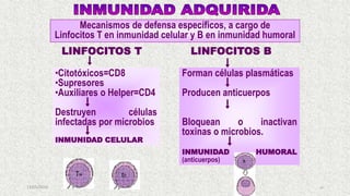 13/05/2019 46
Forman células plasmáticas
Producen anticuerpos
Bloquean o inactivan
toxinas o microbios.
INMUNIDAD HUMORAL
(anticuerpos)
Mecanismos de defensa específicos, a cargo de
Linfocitos T en inmunidad celular y B en inmunidad humoral
LINFOCITOS T LINFOCITOS B
•Citotóxicos=CD8
•Supresores
•Auxiliares o Helper=CD4
Destruyen células
infectadas por microbios
INMUNIDAD CELULAR
 