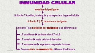 13/05/2019 47
Invasión del patógeno
Linfocito T Auxiliar, lo detecta y transporta al órgano linfoide
Linfocito T (LT) reconoce al antígeno
Linfocito T se multiplica por mitosis y se diferencia a:
LT auxiliares activan a los LT y LB
LT asesino mata células infectadas
LT supresores suprimen respuesta inmune
Forma célula de memoria Inmunidad futura
 