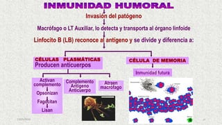 13/05/2019 48
Invasión del patógeno
Macrófago o LT Auxiliar, lo detecta y transporta al órgano linfoide
Linfocito B (LB) reconoce al antígeno y se divide y diferencia a:
CÉLULA DE MEMORIACÉLULAS PLASMÁTICAS
Producen anticuerpos
Activan
complemento
Opsonizan
Fagocitan
Lisan
Complemento
Antígeno
Anticuerpo
Atraen
macrófago
Inmunidad futura
 