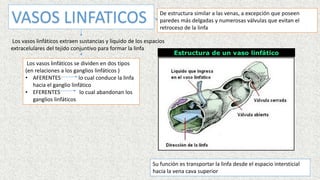 VASOS LINFATICOS
Los vasos linfáticos extraen sustancias y liquido de los espacios
extracelulares del tejido conjuntivo para formar la linfa
Los vasos linfáticos se dividen en dos tipos
(en relaciones a los ganglios linfáticos )
• AFERENTES lo cual conduce la linfa
hacia el ganglio linfático
• EFERENTES lo cual abandonan los
ganglios linfáticos
De estructura similar a las venas, a excepción que poseen
paredes más delgadas y numerosas válvulas que evitan el
retroceso de la linfa
Su función es transportar la linfa desde el espacio intersticial
hacia la vena cava superior
 