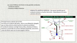 Los vasos linfáticos terminan en dos grandes conductos:
- Conducto torácico
- Conducto linfático derecho
Principal tronco colector de la linfa .
Se inicia en la cisterna del quilo , que es una dilatación alargada
que se sitúa entre la arteria aorta y la columna vertebral
El conducto torácico se dirige hacia arriba, atraviesa el tórax y
termina su recorrido en la vena subclavia izquierda, cerca de la
unión de dicho vaso con la vena yugular interna
CONDUCTO LINFÁTICO DERECHO - De menor tamaño que el
conducto torácico y mucho más corto - Desemboca en la vena
subclavia derecha
 