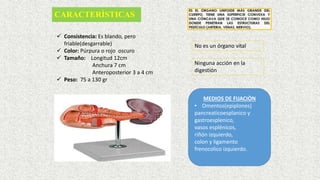 CARACTERÌSTICAS
 Consistencia: Es blando, pero
friable(desgarrable)
 Color: Púrpura o rojo oscuro
 Tamaño: Longitud 12cm
Anchura 7 cm
Anteroposterior 3 a 4 cm
 Peso: 75 a 130 gr
No es un órgano vital
Ninguna acción en la
digestión
MEDIOS DE FIJACIÒN
• Omentos(epiplones)
pancreaticoesplanico y
gastroesplenico,
vasos esplénicos,
riñón izquierdo,
colon y ligamento
frenocolico izquierdo.
 