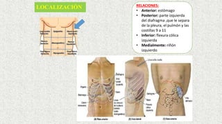 LOCALIZACIÒN RELACIONES:
• Anterior: estómago
• Posterior: parte izquierda
del diafragma ,que le separa
de la pleura, el pulmón y las
costillas 9 a 11
• Inferior: flexura cólica
izquierda
• Medialmente: riñón
izquierdo
 