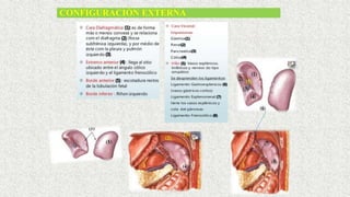 CONFIGURACIÒN EXTERNA
 
