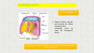 EMBRIOLOGÌA
INICIA: Alrededor 5 ta
semana
 Órgano linfático vascular
que procede de células
mesenquimales
localizadas entre las
capas del mesogastrio
dorsal .
BAZO ACTÙA COMO CENTRO HEMATOPOYÈTICO HASTA LA VIDA
FETAL AVANZADA
 