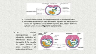  El bazo al comienzo tiene lóbulos pero desaparecen después del parto.
 A medida que el estomago rota, la superficie izquierda del mesogastrio se
fusiona con el peritoneo sobre el riñón izquierdo. Este proceso de fusión
explica la unión dorsal del ligamento esplenorrenal.
 Las células
mesenquimales del
primordio esplénico se
diferencian hacia la
formación de la capsula
,la trama interna de
tejido conjuntivo y el
parénquima del bazo.
 