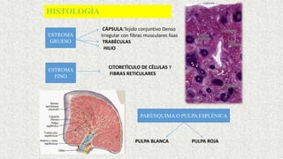 HISTOLOGÌA
CÀPSULA:Tejido conjuntivo Denso
Irregular con fibras musculares lisas
TRABÈCULAS
HILIO
ESTROMA
GRUESO
ESTROMA
FINO
CITORETÌCULO DE CÈLULAS Y
FIBRAS RETICULARES
PARÈNQUIMA O PULPA ESPLÈNICA
PULPA BLANCA PULPA ROJA
 