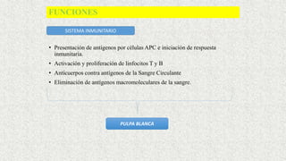 • Presentación de antígenos por células APC e iniciación de respuesta
inmunitaria.
• Activación y proliferación de linfocitos T y B
• Anticuerpos contra antígenos de la Sangre Circulante
• Eliminación de antígenos macromoleculares de la sangre.
FUNCIONES
SISTEMA INMUNITARIO
PULPA BLANCA
 