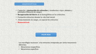 HEMATOPOYÈTICAS
• Captación y destrucción de eritrocitos y trombocitos viejos ,dañados y
anormales.(filtración de sangre)
• Recuperación del hierro de la hemoglobina en los eritrocitos.
• Formación eritrocitos durante la vida fetal inicial
• Almacenamiento de sangre, en especial de eritrocitos
• Hemocatéresis
PULPA ROJA
Los macrófagos reconocen a los eritrocitos envejecidos por varios mecanismos
diferentes:
• Mecanismos inespecíficos
• Mecanismos específicos
 