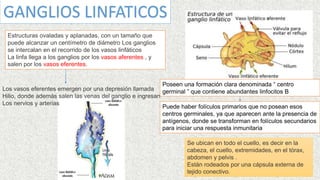 GANGLIOS LINFATICOS
Estructuras ovaladas y aplanadas, con un tamaño que
puede alcanzar un centímetro de diámetro Los ganglios
se intercalan en el recorrido de los vasos linfáticos
La linfa llega a los ganglios por los vasos aferentes , y
salen por los vasos eferentes.
Los vasos eferentes emergen por una depresión llamada
Hilio, donde además salen las venas del ganglio e ingresan
Los nervios y arterias
Se ubican en todo el cuello, es decir en la
cabeza, el cuello, extremidades, en el tórax,
abdomen y pelvis .
Están rodeados por una cápsula externa de
tejido conectivo.
Poseen una formación clara denominada “ centro
germinal ” que contiene abundantes linfocitos B
Puede haber folículos primarios que no posean esos
centros germinales, ya que aparecen ante la presencia de
antígenos, donde se transforman en folículos secundarios
para iniciar una respuesta inmunitaria
 