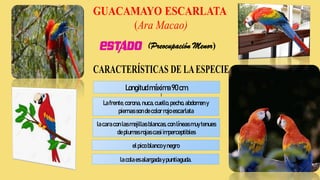 (Preocupación Menor)
Longitudmáxima90cm.
Lafrente,corona, nuca,cuello, pecho, abdomen y
piernas son de color rojo escarlata
lacaracon lasmejillas blancas,con líneas muytenues
de plumas rojas casi imperceptibles
elpico blancoy negro
lacola esalargada ypuntiaguda.
 