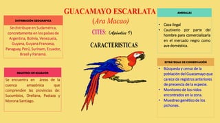 ESTRATEGIAS DE CONSERVACIÓN
• Búsqueda y censo de la
población del Guacamayo que
carece de registros anteriores
de presencia de la especie.
• Monitoreo de los nidos
encontrados en la zona.
• Muestreo genético de los
pichones.
DISTRIBUCIÓN GEOGRAFICA
Se distribuye en Sudamérica,
concretamente en los países de
Argentina, Bolivia, Venezuela,
Guyana, Guyana Francesa,
Paraguay, Perú, Surinam, Ecuador,
Brasil y Panamá.
REGISTROS EN ECUADOR
Se encuentra en áreas de la
cuenca amazónica que
comprenden las provincias de:
Sucumbíos, Orellana, Pastaza y
Morona Santiago.
(Apéndice I)
AMENAZAS
• Caza ilegal
• Cautiverio por parte del
hombre para comercializarla
en el mercado negro como
ave doméstica.
 