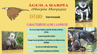 (CasiAmenazada)
Esun averapazrobusta ygrande, de alas anchasy
cortas.
Supico esgrande yfuerte
Susgarrasson grandes ymuyfuertes,con uñascurvasy
afiladas
Sucola esmoderadamente larga
Lasplumasdesu cabezason eréctiles.
 