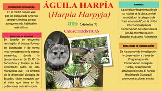 ESTRATEGIAS DE CONSERVACIÓN
Se ha promovido investigación
y conservación a través del
Programa para la
Conservación del Águila
Harpía, desarrollando
actividades in situ. El Parque
Histórico de Guayaquil
promueve acciones ex situ.
DISTRIBUCIÓN GEOGRAFICA
En el medio natural vive
por los bosques de América
central y América del sur,
aunque es más habitual en
este último.
REGISTROS EN ECUADOR
En Ecuador se encuentra
restringida al bosque lluvioso
en Esmeraldas y de forma
más homogénea en la cuenca
amazónica, donde la
temperatura es de 25 ºC. En
Sucumbíos y Pastaza se han
encontrado nidos de esta
maravillosa ave. Es símbolo
de la diversidad biológica de
Ecuador, título otorgado por
el valor que tiene en las
poblaciones de la Amazonía.
(Apéndice I)
AMENAZAS
La pérdida y fragmentación de
su hábitat se la ubica, a nivel
mundial, en la categoría de
“casi amenazada”, en la Unión
Internacional para la
Conservación de la Naturaleza
(UICN), mientras que en
Ecuador está como ‘vulnerable’
 