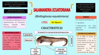 DISTRIBUCIÓNGEOGRAFICA
En Colombia se distribuye en los
departamentos de Amazonas,
Boyacá, Caquetá, Meta,
Putumayo y Vaupés.
AMENAZAS
Sus mayores amenazas son:
• ganadería
• deforestación con fines
agrícolas o actividades
extractivas
REGISTROSENELECUADOR
En Ecuador, se distribuye
en las provincias de
Napo, Orellana, Pastaza,
Sucumbíos y Morona
Santiago. Esta
salamandra, es la más
grande de la Amazonía
ESTRATEGIASDECONSERVACION
En el 2005 el Grupo de
Especialistas en
Conservación y Cría de la
Unión Internacional para la
Conservación de la
Naturaleza (UICN)
elaboraron el Plan de
Acción para la
Conservación de Anﬁbios.
(Sin Registro)
Esta especie es ovípara y se
reproduce por desarrollo directo.
La mayoría de individuos han sido
registrados en hojas de arbustos o en
vegetación herbácea.
La mayoría de especímenes
han sido colectados en bosque
primario, pero también hay
registros de bosque
secundario
hocico
truncadoy
ancho
manosypies
palmeados,gruesas
ygrandes
Enmachos41.5mm,colorquevaríademarrónoscuroaclaro
Cabezaancha
ojosgrandes
colapequeña
(Bolitoglossa equatoriana)
 
