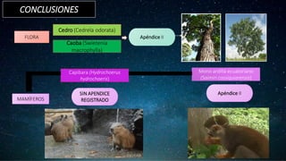CONCLUSIONES
FLORA
Cedro (Cedrela odorata)
Caoba (Swietenia
macrophylla)
Apéndice II
MAMÍFEROS
Capibara (Hydrochoerus
hydrochaeris)
Mono ardilla ecuatoriano
(Saimiri cassiquiarensis)
SIN APENDICE
REGISTRADO
Apéndice II
 