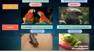 Guacamayo Escarlata (Ara Macao) Águila Harpía (Harpía harpyja)
AVES
apéndice I apéndice I
ANFIBIOS SALAMANDRA (Bolitoglossa equatoriana) RANA DE CRISTAL( Hyalinobatrachiumyaku)
SIN APENDICE
REGISTRADO
SIN APENDICE
REGISTRADO
 