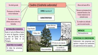 Cedro (Cedrela odorata)Un árbol grande
Pertenece a la familia
de las meliaceae
Altura de hasta 40 m
Se adapta tanto a
climas secos como muy
húmedos
Su madera es utilizada
para la construcción.
Florece a principios de la
estación lluviosa y los
frutos maduranen la
estación seca
DISTRIBUCIÓN GEOGRÁFICA
Desde el norte de México hasta
el norte de Argentina, incluida
las islas del Caribe. No se
reportan en Chile ni en
Paraguay.
REGISTROS EN ECUADOR
En todas las provincias
amazónicas.
AMENAZAS
Sobreexplotación.
ESTRATEGIAS DE CONSERVACION
Implementar más programas que
apunten a mejorar las condiciones
de supervivencia de las especies.
CITIES: Apéndice II
CARACTERISTICAS
Copa Amplia
Follaje ralo
Rices extendidas
Hojas alternas,
paripinadas
El fruto es una cápsula.
La semilla es
achatada, ovalada
 