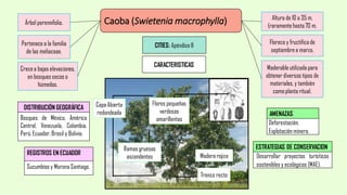 Caoba (Swietenia macrophylla)Árbol perennifolio.
Pertenece a la familia
de las meliaceae.
Crecea bajas elevaciones,
en bosques secos o
húmedos.
Altura de 10 a 35 m,
(raramente hasta 70 m.
Florece y fructifica de
septiembrea marzo.
Maderable utilizada para
obtener diversos tipos de
materiales, y también
como planta ritual.
DISTRIBUCIÓN GEOGRÁFICA
Bosques de México, América
Central, Venezuela, Colombia,
Perú, Ecuador, Brasil y Bolivia.
REGISTROS EN ECUADOR
Sucumbíos y Morona Santiago.
AMENAZAS
Deforestación.
Explotación minera.
ESTRATEGIAS DE CONSERVACION
Desarrollar proyectos turísticos
sostenibles y ecológicos (MAE).
CITIES: Apéndice II
CARACTERISTICAS
Copa Abierta
redondeada
Tronco recto
Ramasgruesas
ascendentes Madera rojiza
Flores pequeñas
verdosas
amarillentas
 