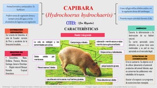 Animal terrestrey semiacuático. Es
herbívoro
Roedor másgrande
Cuerpo largo yrobusto.
Sotobosque: Vegetación formada por matas y arbustos que crece bajo los árboles de un bosque o monte.
ESTRATEGIAS DE
CONSERVACIÓN
Cría en cautiverio: Su objetivo es el
de utilizar plenamente el potencial
productivo del animal Además, aquí
se conservan las poblaciones más
saludables de la especie.
Asociar a la especie a un programa
de ecoturismo bien manejado.
La cola es vestigial y las
extremidades soncortas.
Dedos unidos por
membranas
Patas delanteras:4 dedos
Patas traseras:3 dedos.
Lasuñas son comocascos,muy fuertesy gruesas.
pelaje bastante grueso,
coloración : marrón oscuraarojiza
marrón claroa gris amarillento
DISTRIBUCIÓN
GEOGRAFICA
Sur oriente de Colombia, al
este de Ecuador, noreste
de Perú y occidente de la
Amazonía brasileña
REGISTROS EN
ECUADOR
• Sucumbíos, Napo,
Orellana, Pastaza, Morona
Santiago, Zamora Chinchipe
• Región natural: Bosque
Húmedo Tropical
Amazónico
(Sin Registro)
AMENAZAS
Cacería, la deforestación y la
destrucción de su hábitat
natural.
Su carne apreciada como
alimento, su grasa tiene usos
medicinales y su piel es muy
apreciada en el mercado ilegal.
Como refugioutiliza árbolescaídos o en
la vegetación densa del sotobosque.
Presentamayor actividad durante el día
Prefierezonas de vegetación densa y
siempre cerca del agua y en los
alrededoresde lagunas con vegetación
Orejascortas yredondeadas,
Vestigial: órgano cuya función original se ha perdido durante la evolución.
 