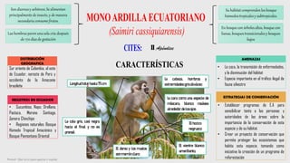 Son diurnosy arbóreos.Se alimentan
principalmentede insecto, y de manera
secundaria consume frutos.
Longitud totalhasta 75 cm.
Prensil: Que sirve para agarrar o sujetar.
ESTRATEGIAS DE CONSERVACIÓN
• Establecer programas de E.A para
sensibilizar tanto a las personas y
autoridades de las áreas sobre la
importancia de la conservación de esta
especie y de su hábitat.
• Crear un proyecto de conservación que
permita proteger los ecosistemas que
habita esta especie, tomando como
iniciativa la creación de un programa de
reforestación
la cara como una especie de
máscara, blanco rosásea
alrededor de losojos
La cola gris, casi negra
hacia el final y no es
prensil.
la cabeza, hombros y
extremidades gris oliváceo
El dorso y los muslos
son marrón claro
DISTRIBUCIÓN
GEOGRAFICA
Sur oriente de Colombia, al este
de Ecuador, noreste de Perú y
occidente de la Amazonía
brasileña
REGISTROS EN ECUADOR
• Sucumbíos, Napo, Orellana,
Pastaza, Morona Santiago,
Zamora Chinchipe
• Regiones naturales: Bosque
Húmedo Tropical Amazónico y
Bosque Piemontano Oriental
II Apéndice
AMENAZAS
• La caza, la transmisión de enfermedades,
y la disminución del hábitat
• Especie importante en el tráfico ilegal de
fauna silvestre
Su hábitatcomprendenlos bosque
húmedostropicalesy subtropicales.
En bosque con árbolesaltos, bosque con
lianas, bosquestransicionales y bosques
bajos
Las hembrasparen unasola cría después
de 170 días de gestación
El vientre blanco
amarillento,
Elhocico
negruzco
 