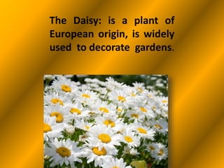 The Daisy: is a plant of
European origin, is widely
used to decorate gardens.
 