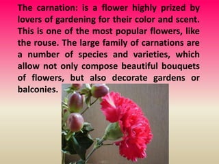 The carnation: is a flower highly prized by
lovers of gardening for their color and scent.
This is one of the most popular flowers, like
the rouse. The large family of carnations are
a number of species and varieties, which
allow not only compose beautiful bouquets
of flowers, but also decorate gardens or
balconies.
 