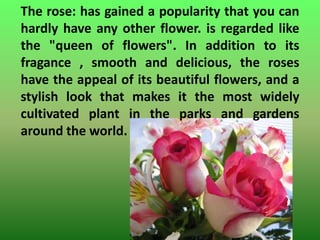 The rose: has gained a popularity that you can
hardly have any other flower. is regarded like
the "queen of flowers". In addition to its
fragance , smooth and delicious, the roses
have the appeal of its beautiful flowers, and a
stylish look that makes it the most widely
cultivated plant in the parks and gardens
around the world.
 