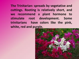The Trinitarian: spreads by vegetative and
cuttings. Rooting is relatively short, and
we recommend a plant hormone to
stimulate root development. Some
trinitarians have colors like the pink,
white, red and purple.
 