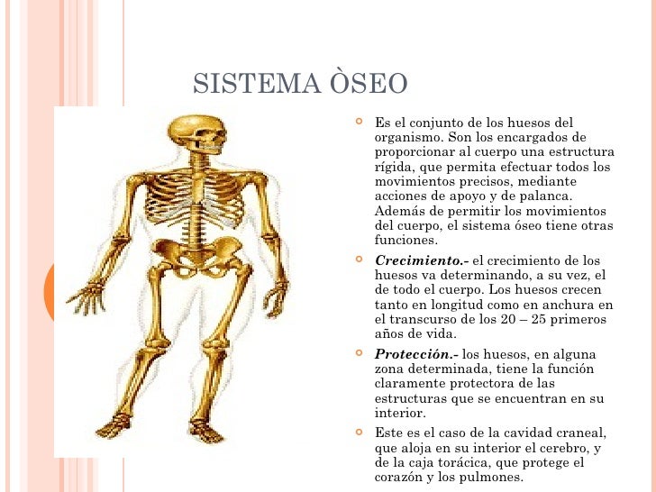El Sistema Oseo Para Niños El Cuerpo Humano; Aparatos y Sistemas para Primaria (3) Imagenes El Sistema Oseo Para Niños El Cuerpo Humano; Aparatos y Sistemas para Primaria (3) Imagenes