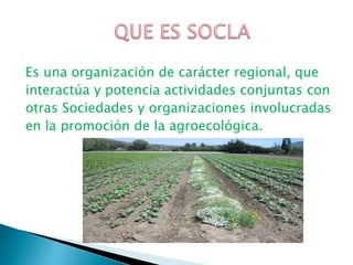 Es una organización de carácter regional, que
interactúa y potencia actividades conjuntas con
otras Sociedades y organizaciones involucradas
en la promoción de la agroecológica.