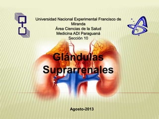 Universidad Nacional Experimental Francisco de
Miranda
Área Ciencias de la Salud
Medicina ADI Paraguaná
Sección 10
Agosto-2013
Glándulas
Suprarrenales
 