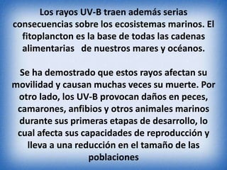 Los rayos UV-B traen además serias 
consecuencias sobre los ecosistemas marinos. El 
fitoplancton es la base de todas las cadenas 
alimentarias de nuestros mares y océanos. 
Se ha demostrado que estos rayos afectan su 
movilidad y causan muchas veces su muerte. Por 
otro lado, los UV-B provocan daños en peces, 
camarones, anfibios y otros animales marinos 
durante sus primeras etapas de desarrollo, lo 
cual afecta sus capacidades de reproducción y 
lleva a una reducción en el tamaño de las 
poblaciones 
 