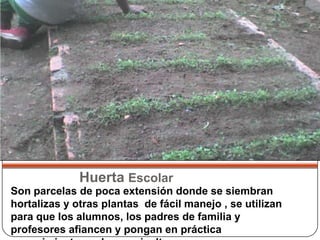 Huerta Escolar Son parcelas de poca extensión donde se siembran  hortalizas y otras plantas  de fácil manejo , se utilizan para que los alumnos, los padres de familia y profesores afiancen y pongan en práctica conocimientos sobre  agricultura. 