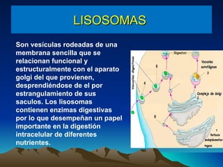 LISOSOMAS  Son vesículas rodeadas de una membrana sencilla que se relacionan funcional y estructuralmente con el aparato golgi del que provienen, desprendiéndose de el por estrangulamiento de sus saculos. Los lisosomas contienen enzimas digestivas por lo que desempeñan un papel importante en la digestión intracelular de diferentes nutrientes.  
