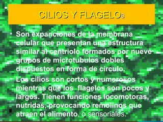 CILIOS Y FLAGELO S Son expanciones de la membrana celular que presentan una estructura similar al centriolo formados por nueve grupos de microtubulos dobles dispuestos en forma de circulo. Los cilios son cortos y numerosos mientras que los  flagelos son pocos y largos. Tienen funciones locomotoras, nutridas, provocando remolinos que atraen el alimento , o sensoriales.  
