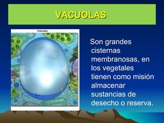 VACUOLAS  Son grandes cisternas membranosas, en los vegetales tienen como misión almacenar sustancias de desecho o reserva. 