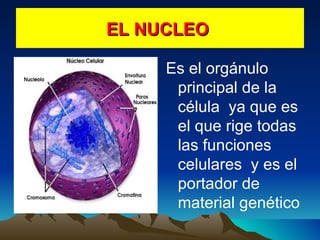 EL NUCLEO  Es el orgánulo principal de la célula  ya que es el que rige todas las funciones celulares  y es el portador de material genético 